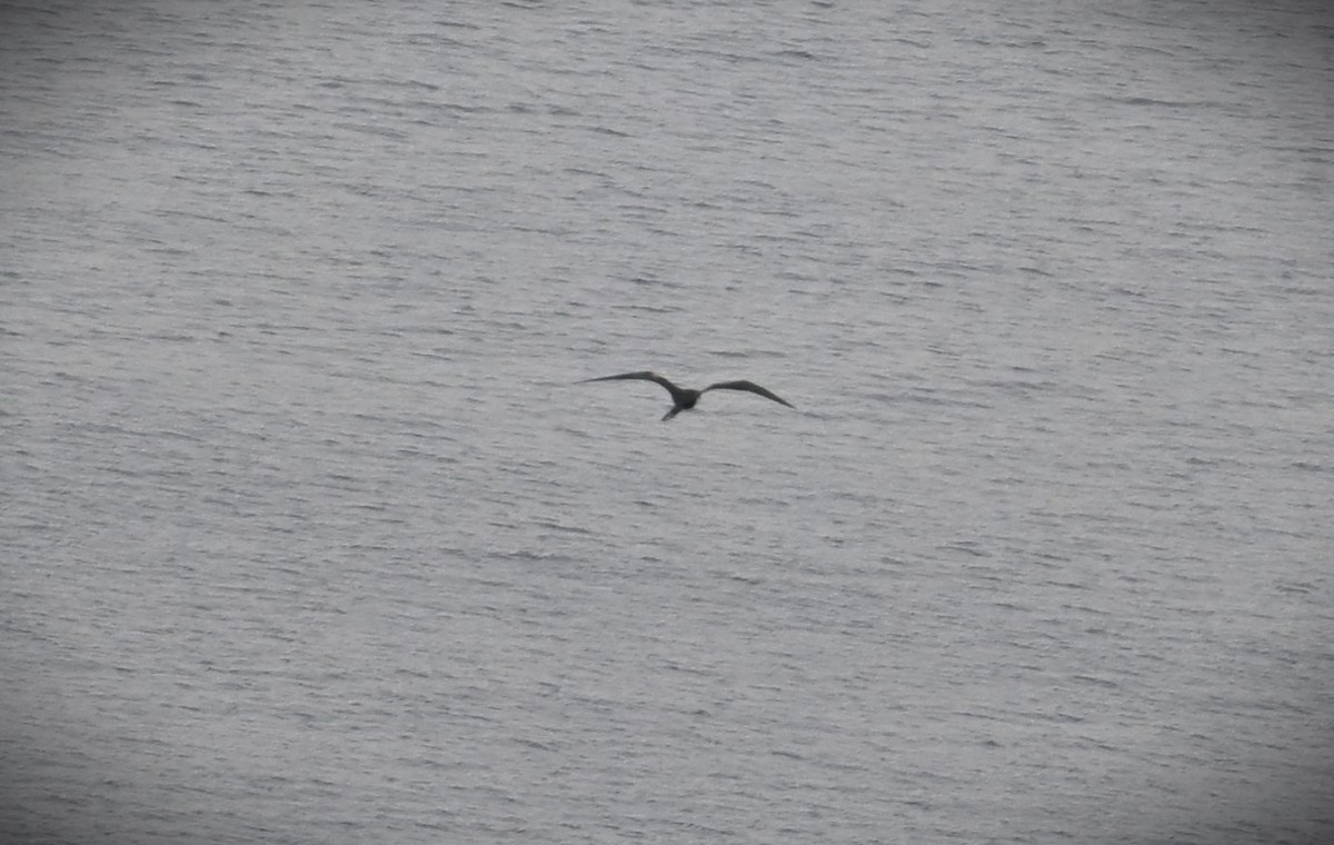 Magnificent Frigatebird - Wayne Wauligman