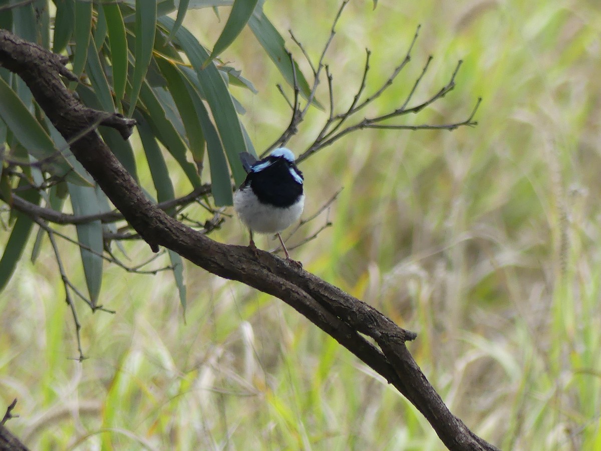 Superb Fairywren - ML616922178