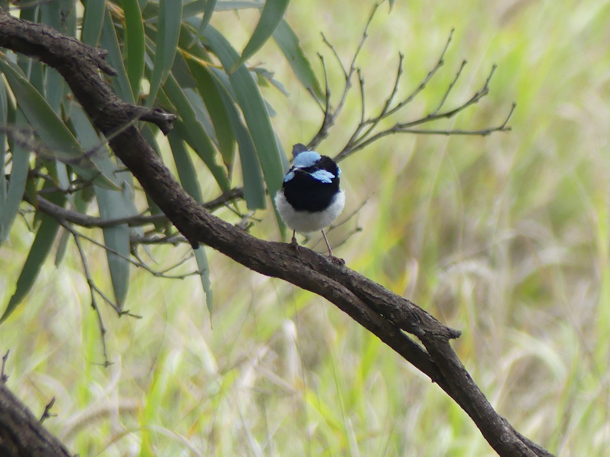 Superb Fairywren - Andrew Sides