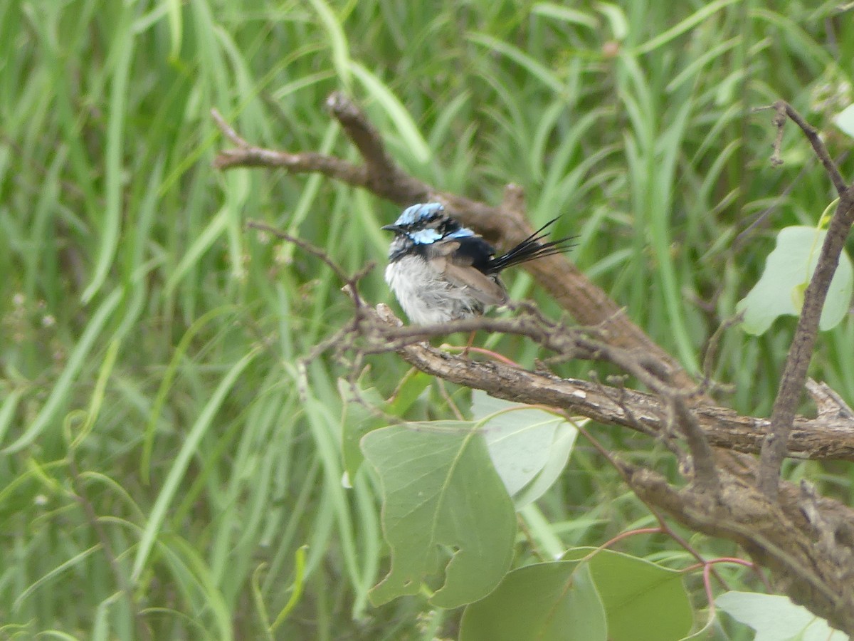 Superb Fairywren - ML616922180