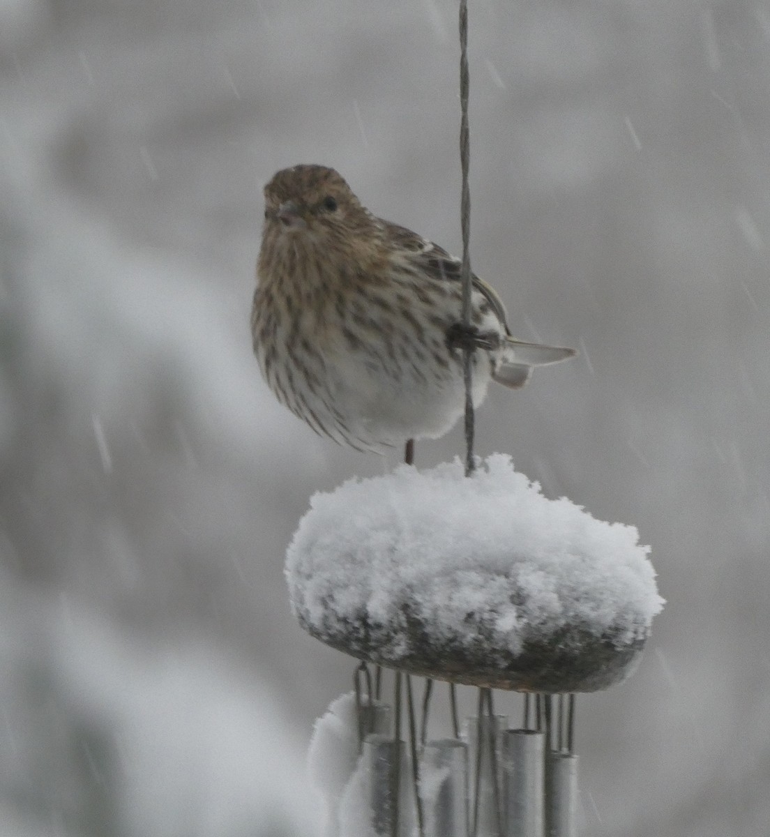 Pine Siskin - Ruth Stewart