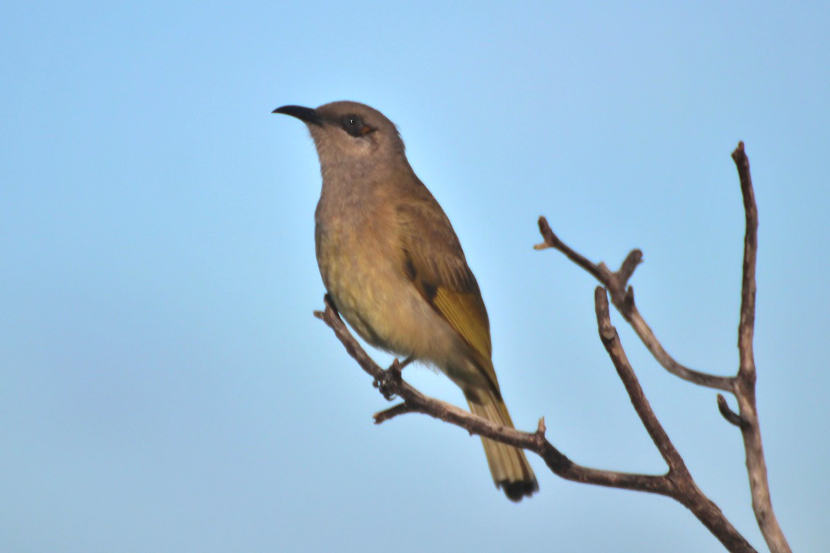 Brown Honeyeater - ML616922196