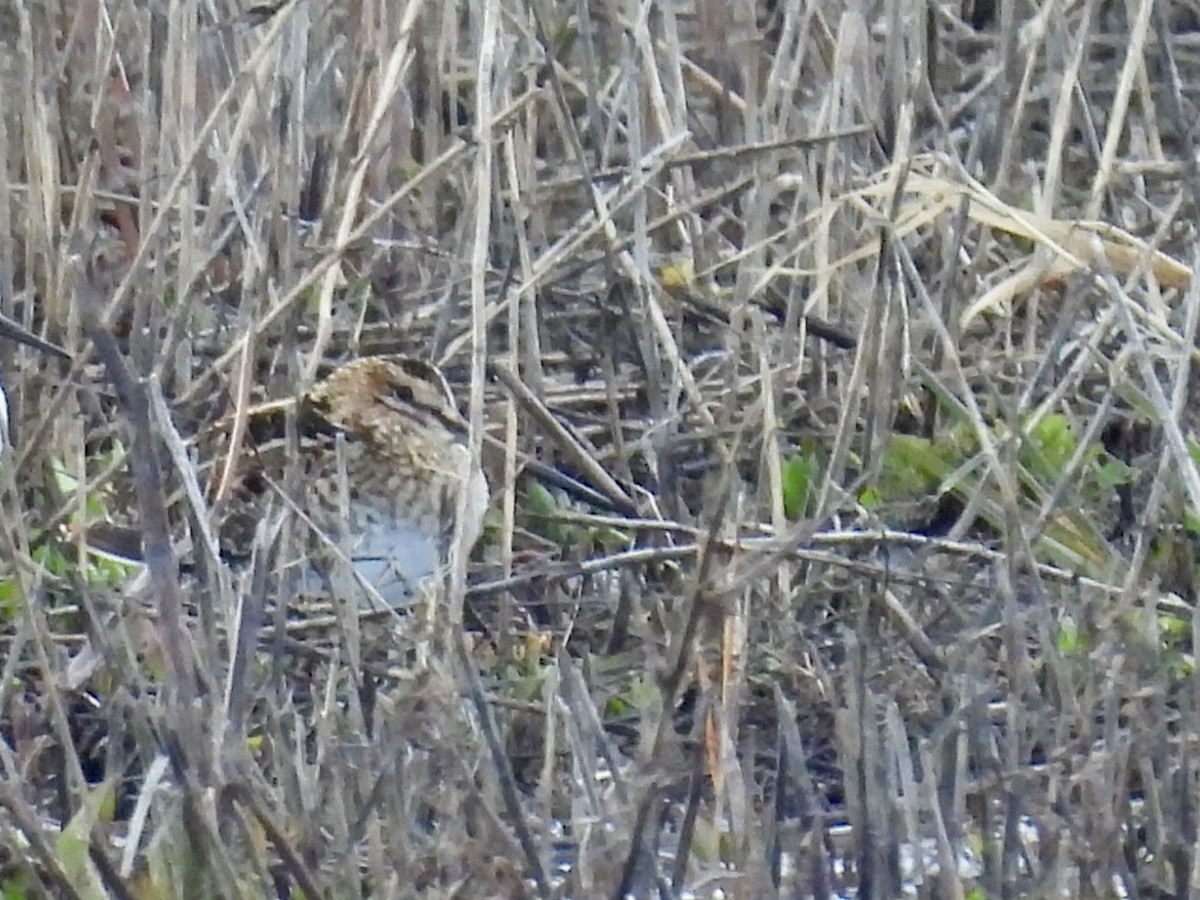 Wilson's Snipe - ML616922216