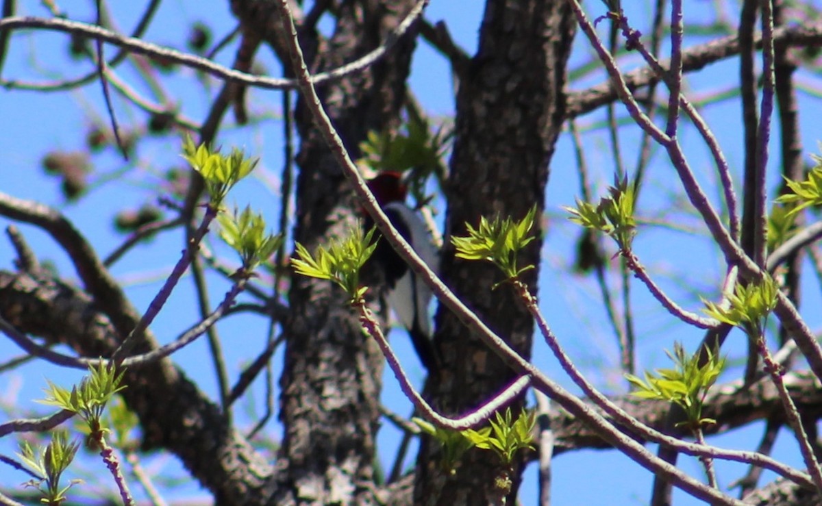 Red-headed Woodpecker - ML616922217