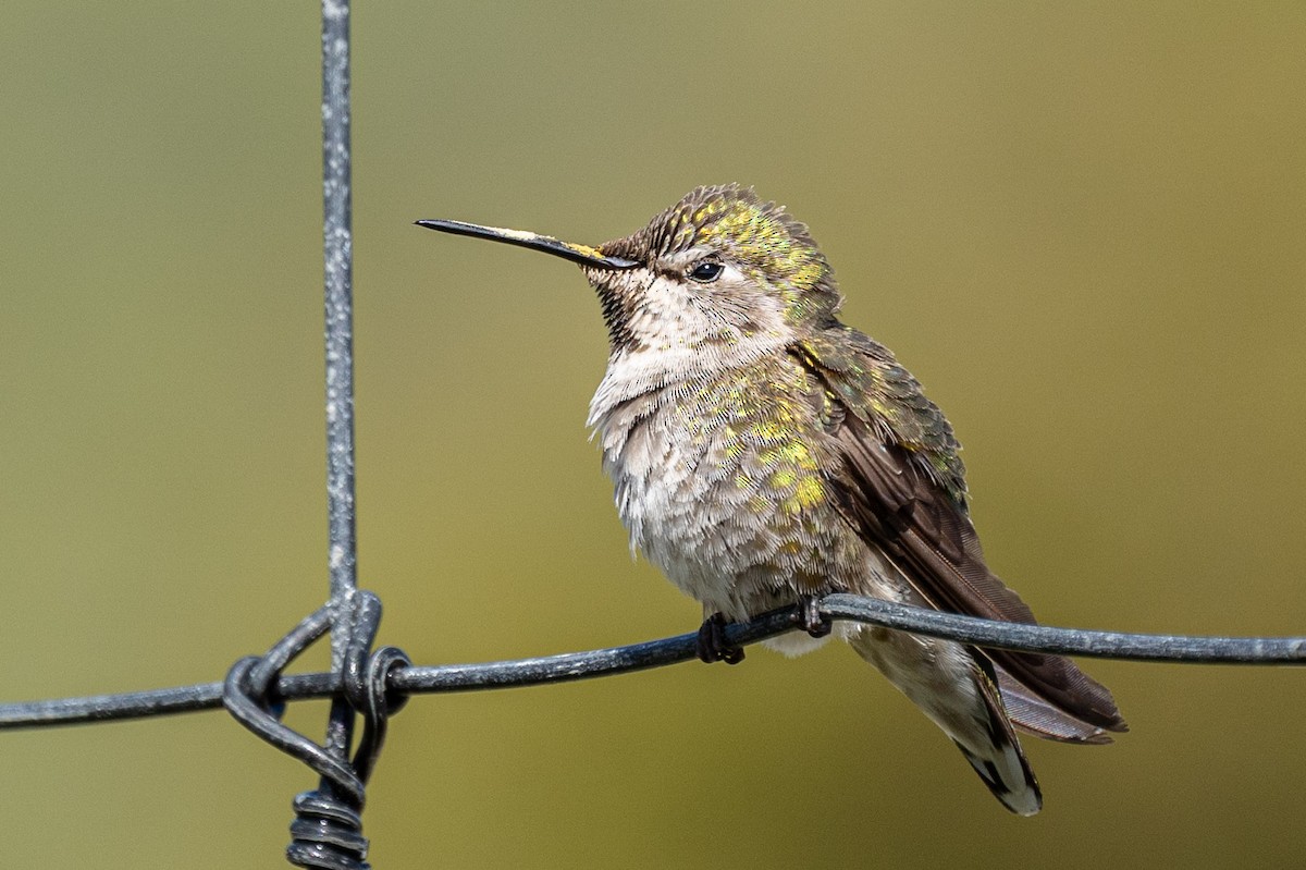 Colibrí de Anna - ML616922222