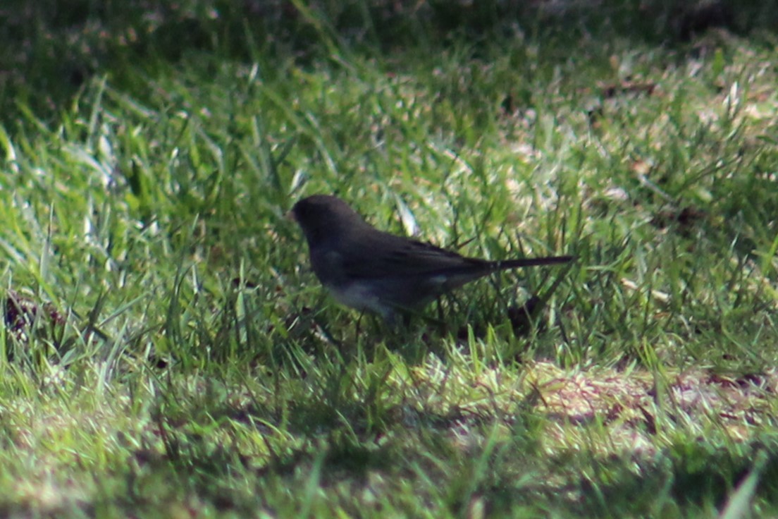 Юнко сірий (підвид hyemalis/carolinensis) - ML616922230