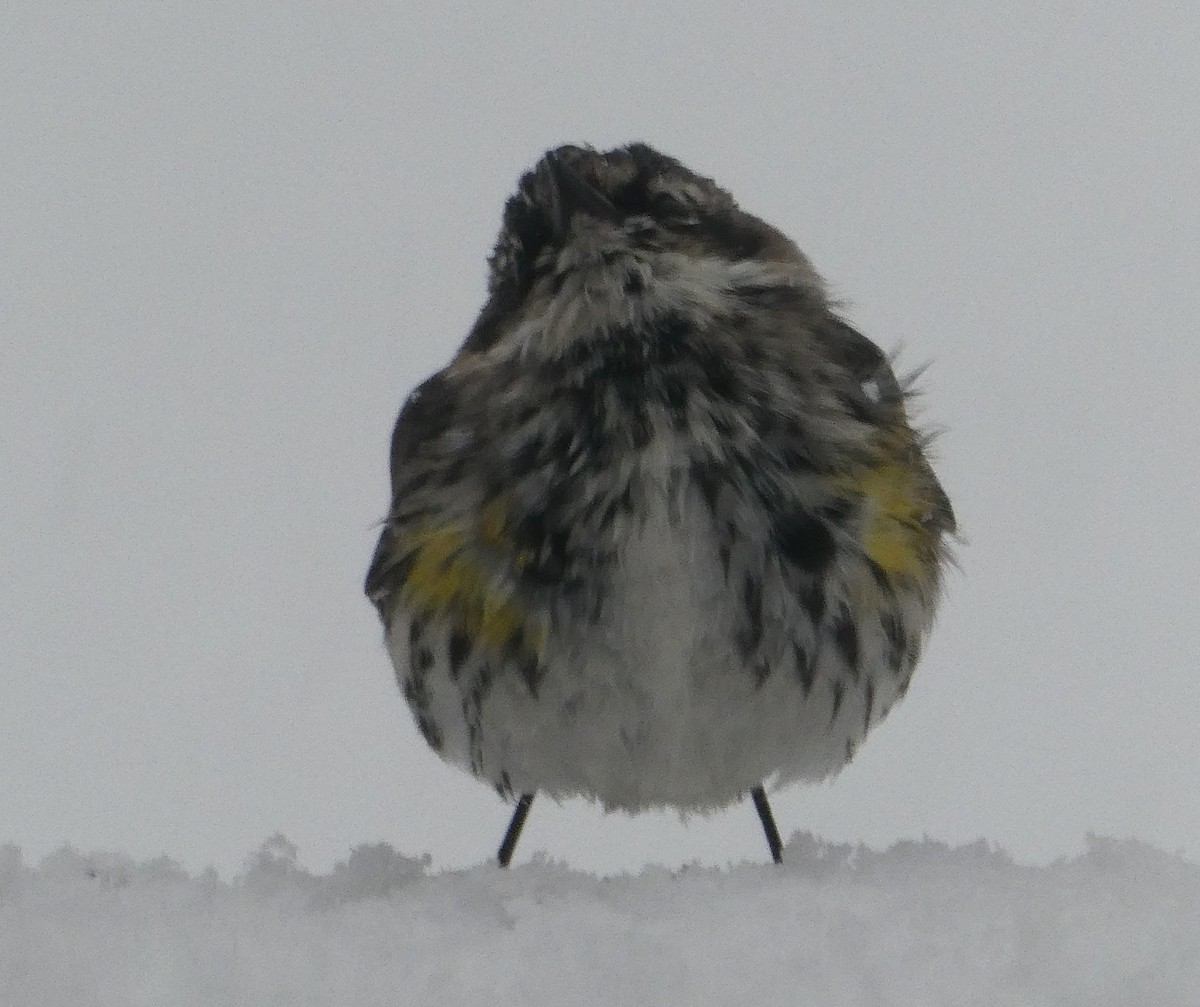 Yellow-rumped Warbler - ML616922232