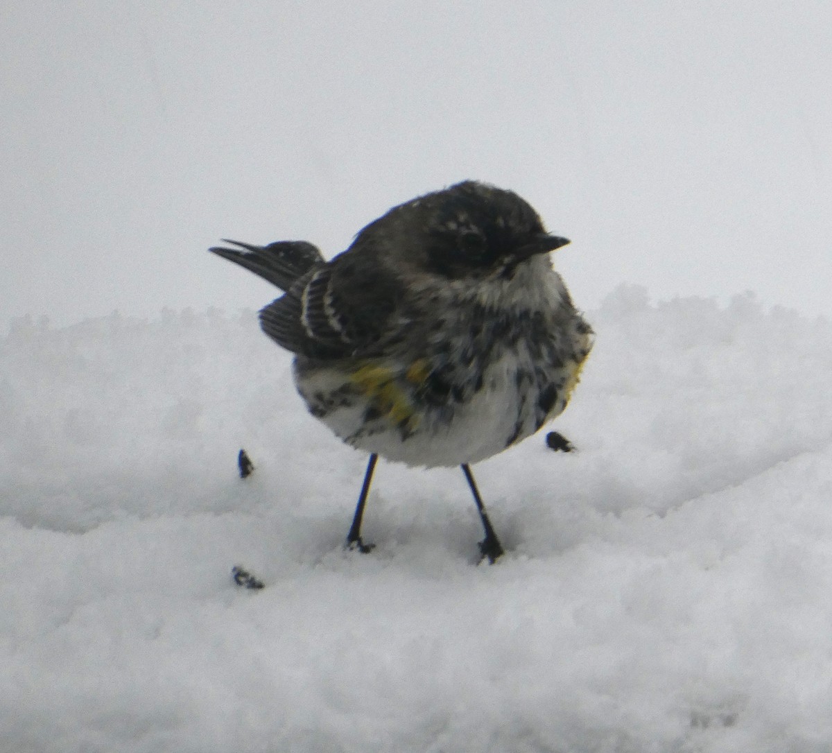 Yellow-rumped Warbler - ML616922233