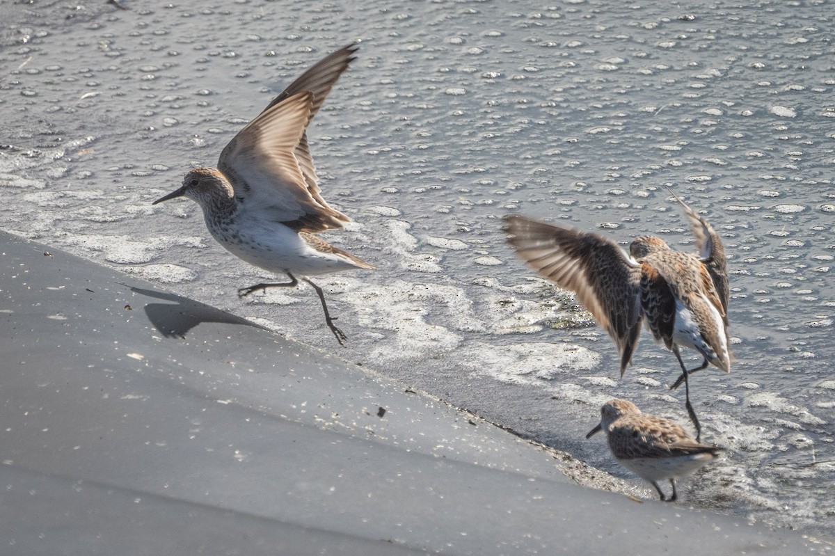 Western Sandpiper - ML616922239