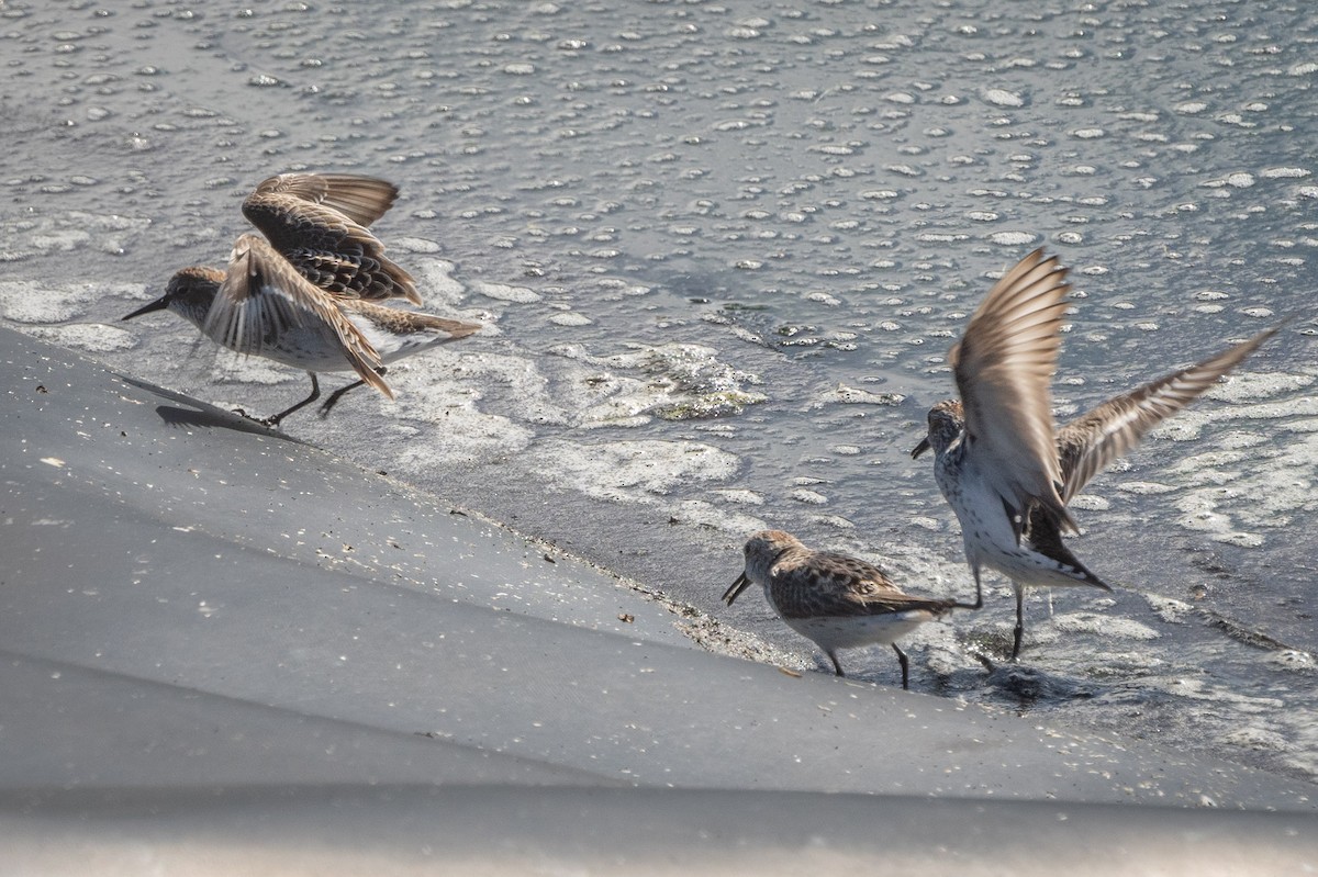 Western Sandpiper - ML616922240