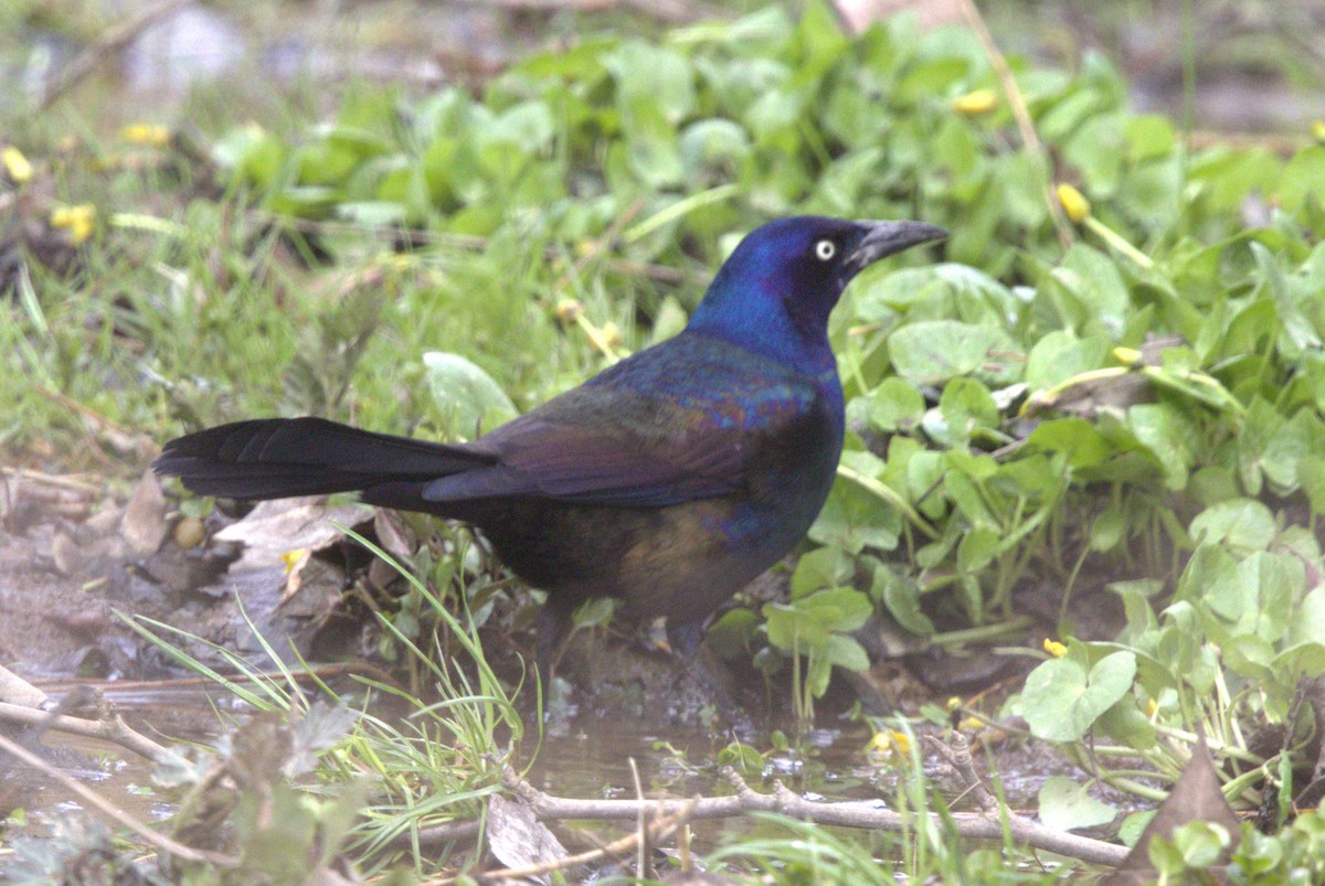 vlhovec lesklý (ssp. versicolor) - ML616922243