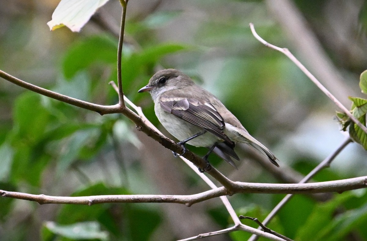 Caribbean Elaenia - Wayne Wauligman