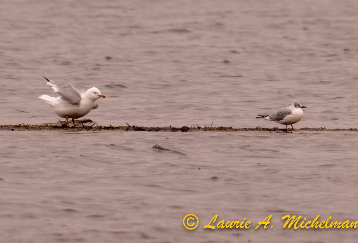 Bonaparte's Gull - ML616922263