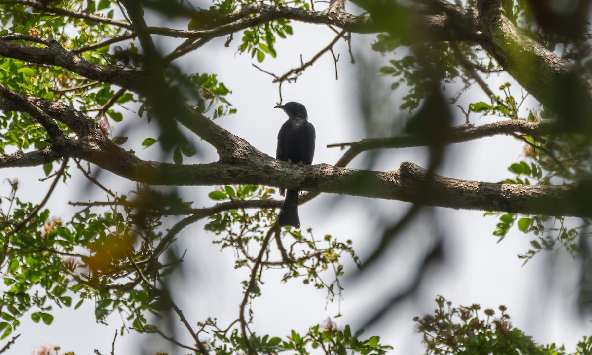 Square-tailed Drongo-Cuckoo - Koren Mitchell