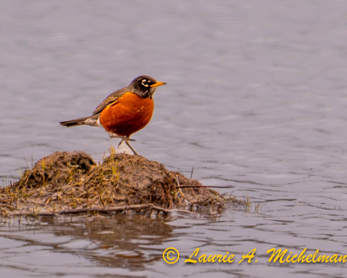 American Robin - ML616922304