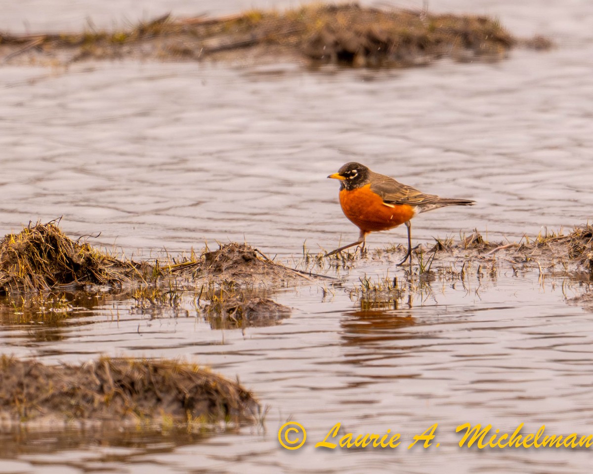 American Robin - ML616922305