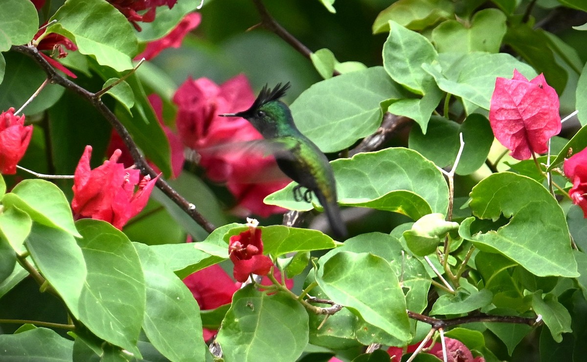 Antillean Crested Hummingbird - Wayne Wauligman