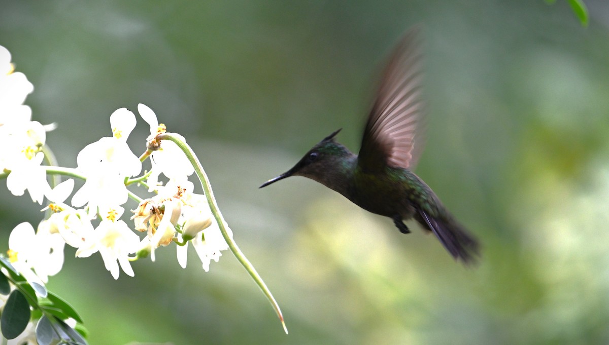 Antillean Crested Hummingbird - Wayne Wauligman