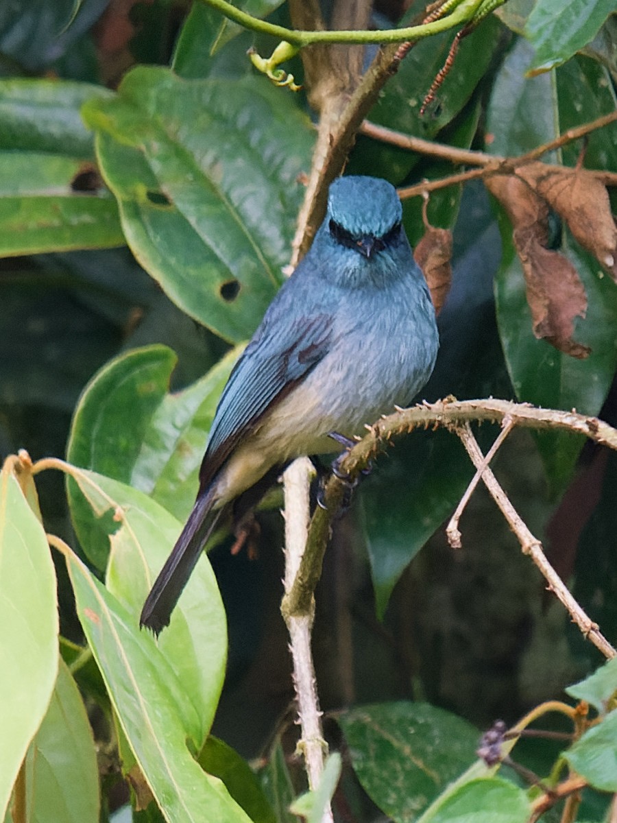 Turquoise Flycatcher - Anonymous