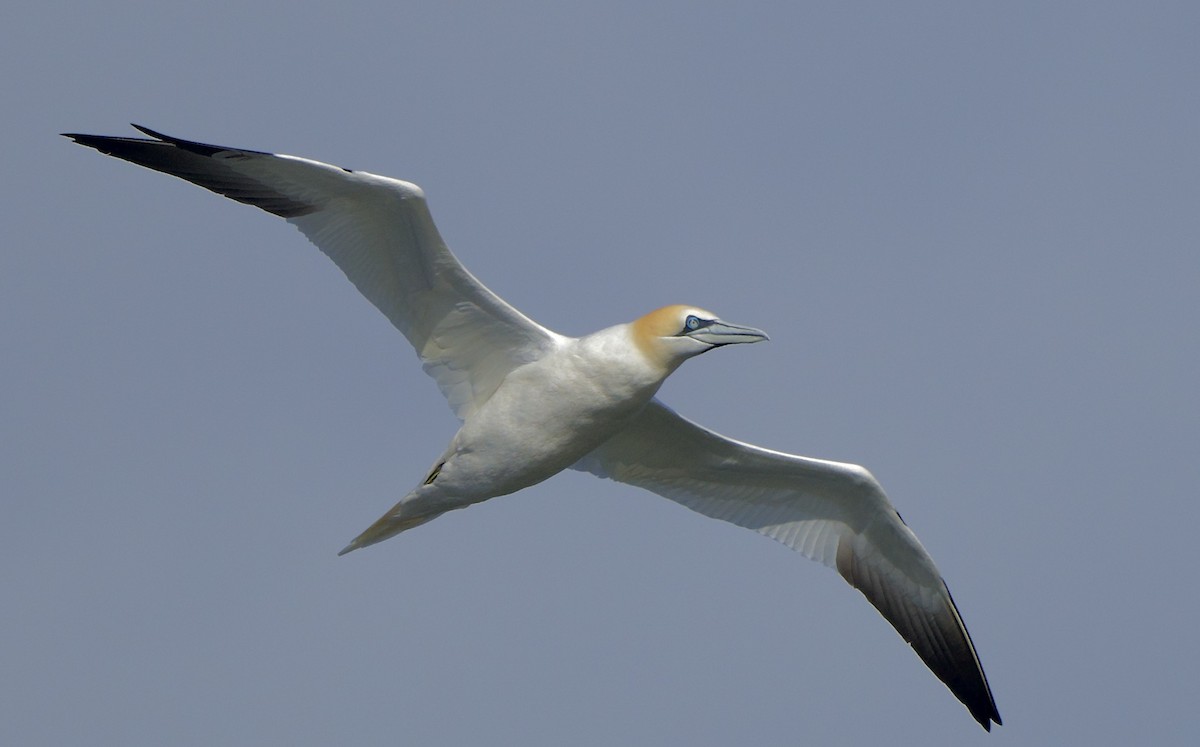 Northern Gannet - ML616922360