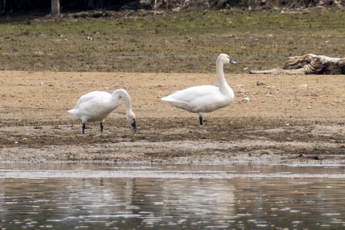 Tundra Swan - ML616922388