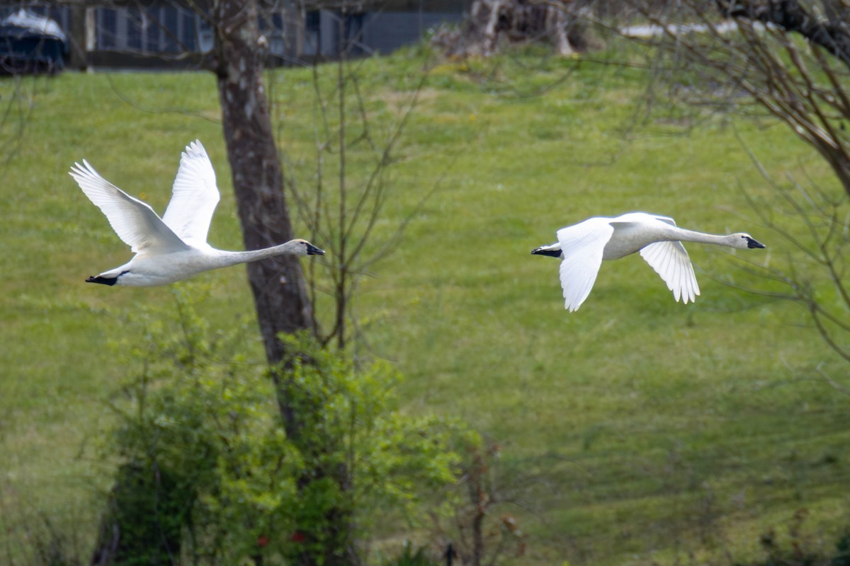 Tundra Swan - ML616922391