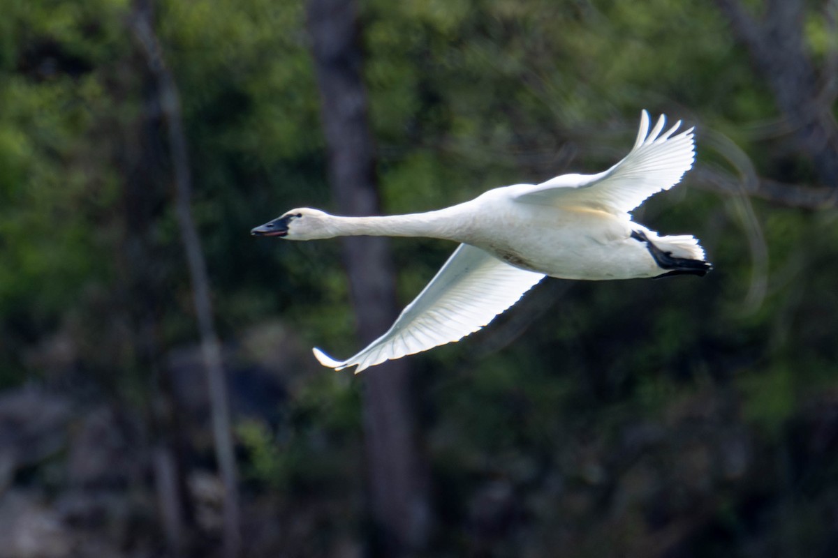 Tundra Swan - ML616922395