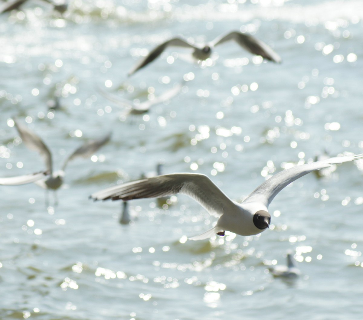 Mouette rieuse - ML616922407