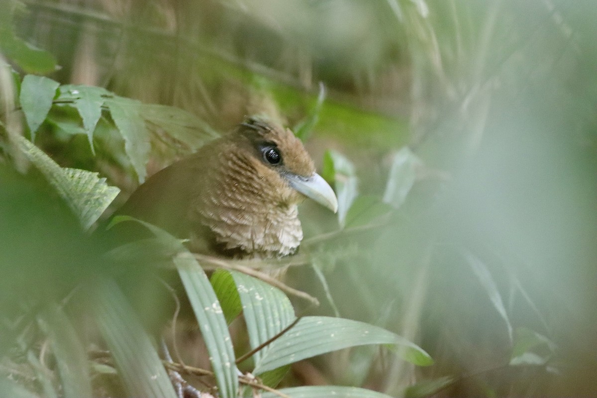 kukačka rezavobřichá - ML616922411