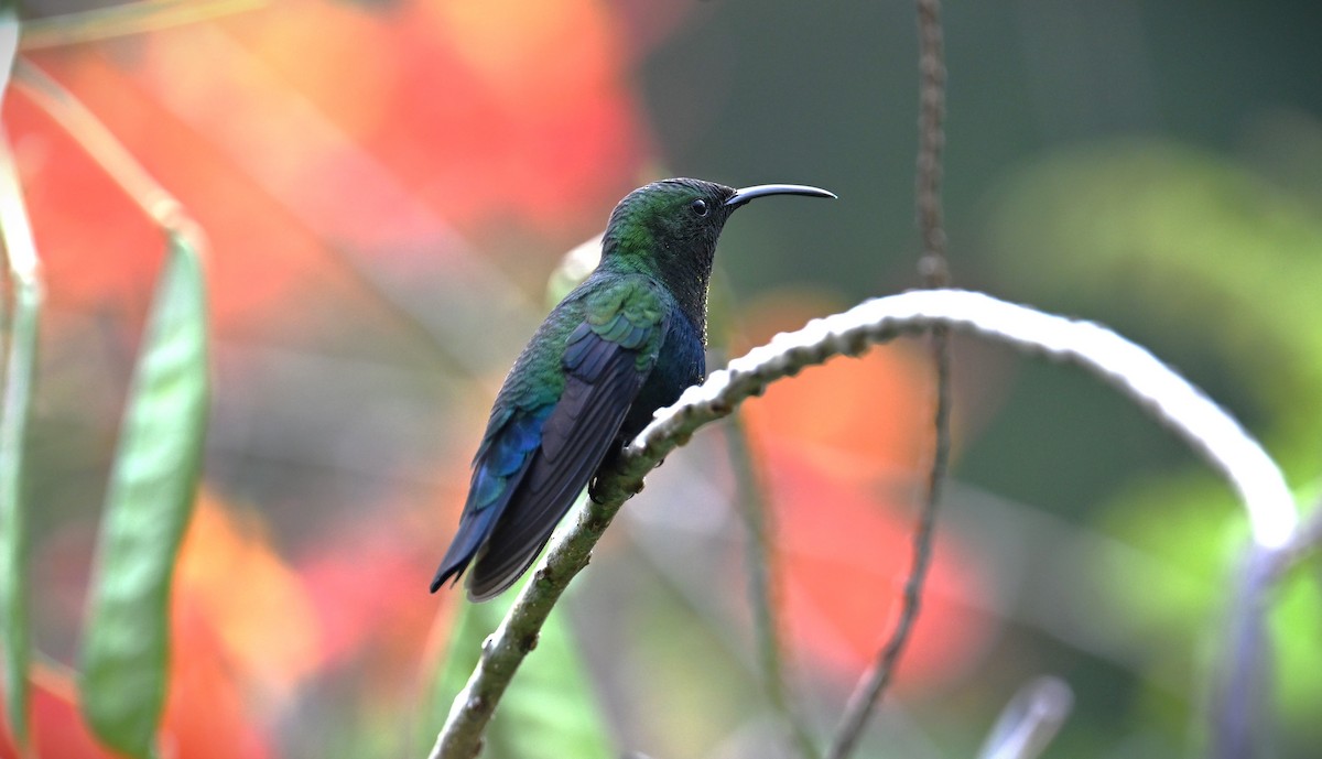 Green-throated Carib - ML616922424