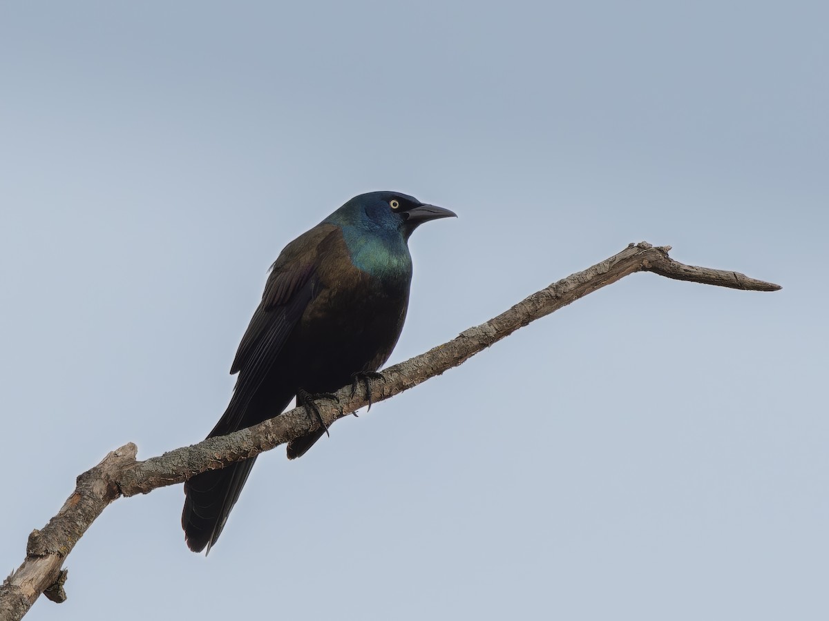 Common Grackle - ML616922427