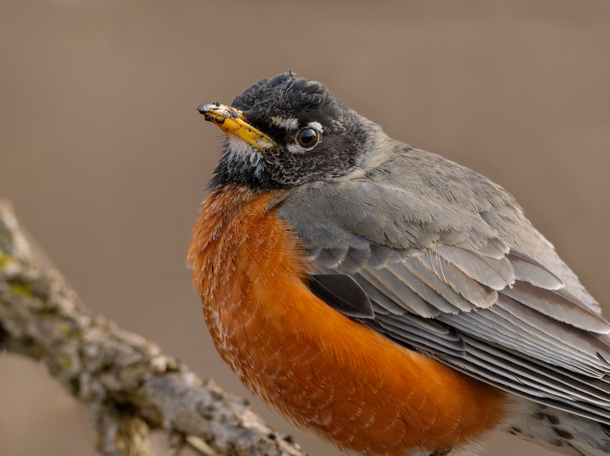 American Robin - ML616922432