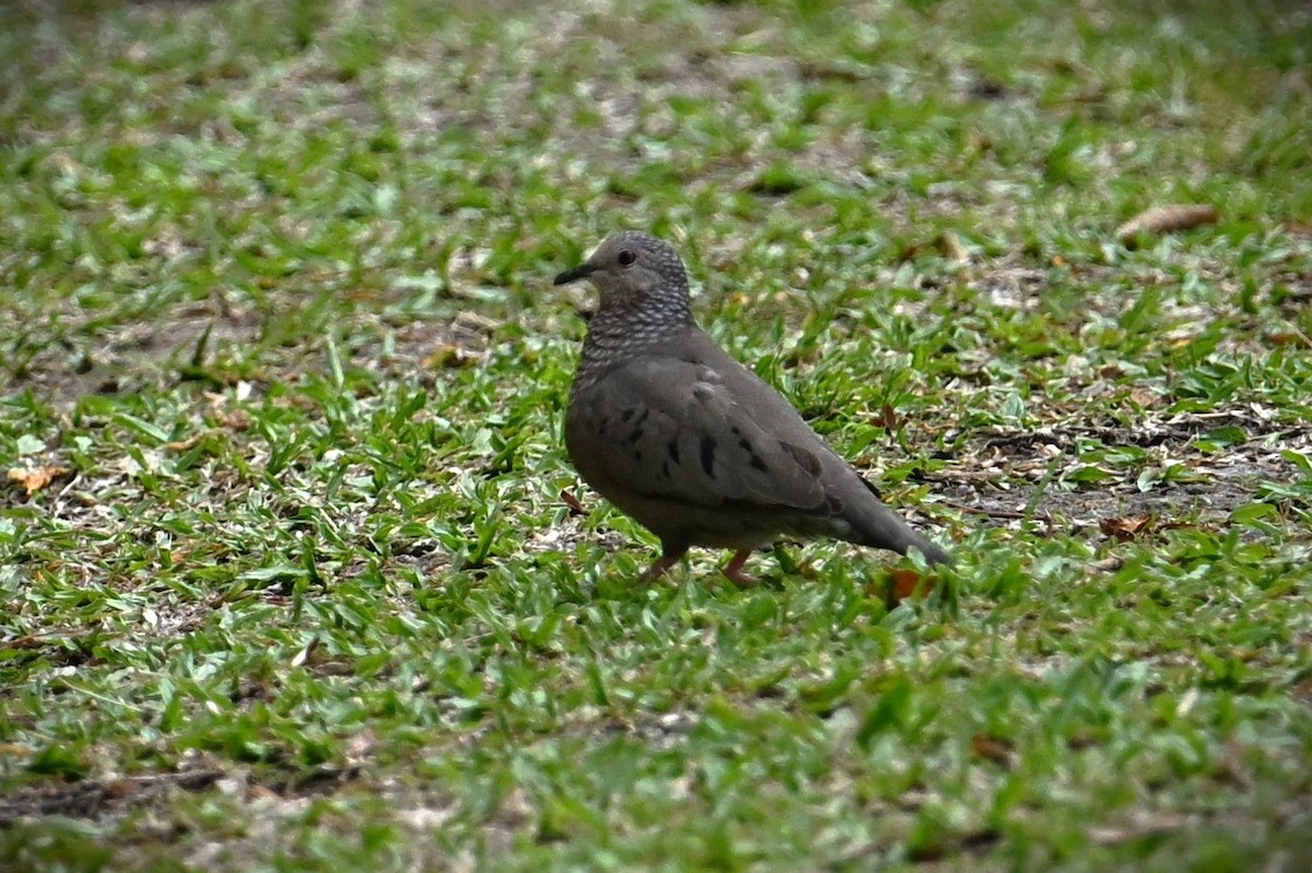 Colombe à queue noire - ML616922444