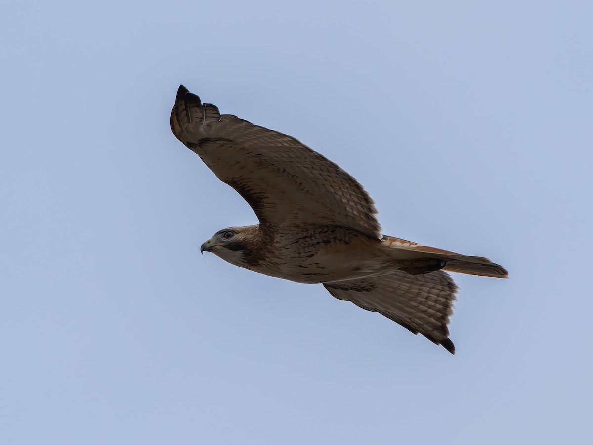 Red-tailed Hawk - ML616922455