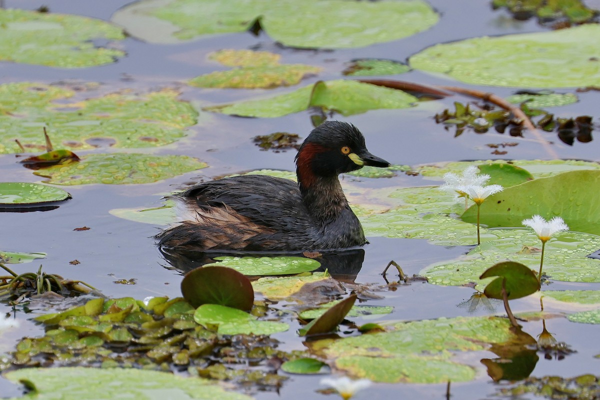 Australasian Grebe - Lorix Bertling