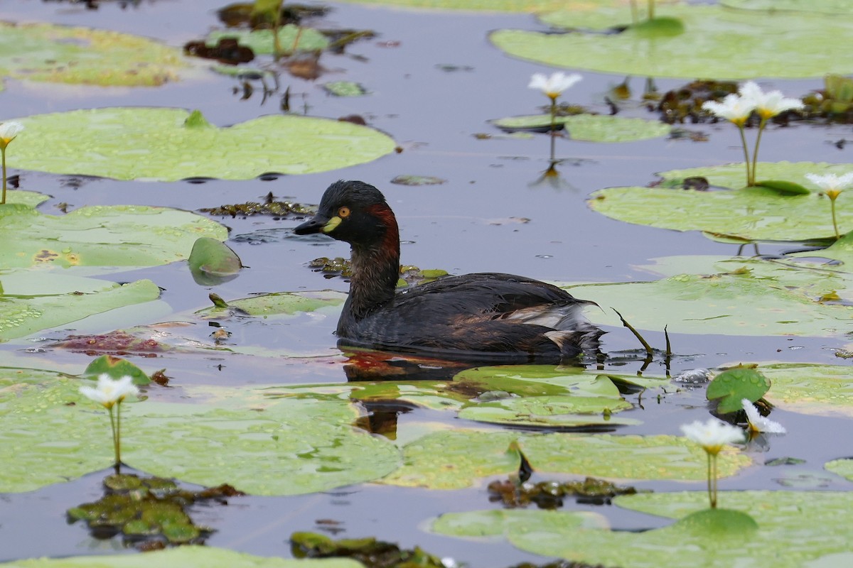 Australasian Grebe - Lorix Bertling