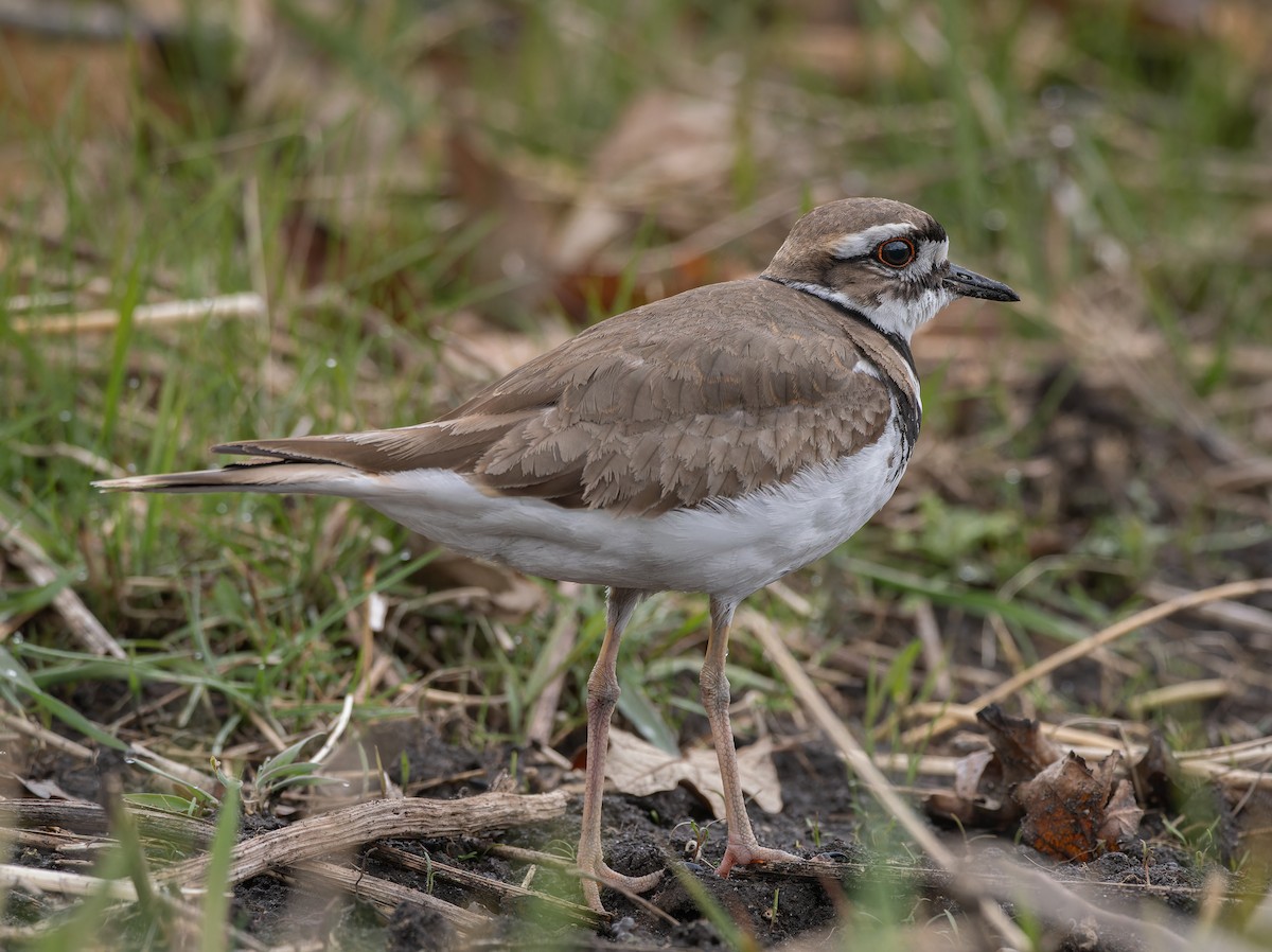 Killdeer - ML616922472