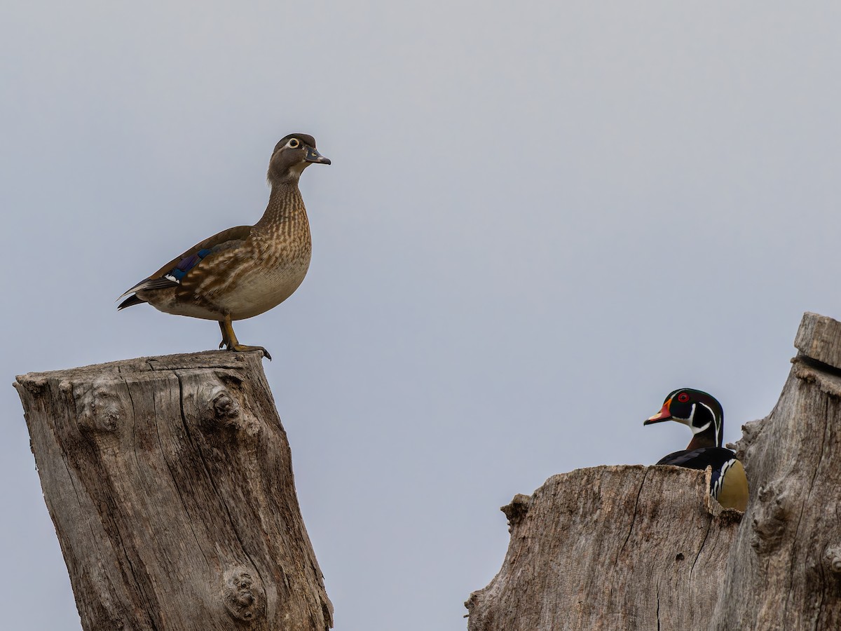 Wood Duck - ML616922480