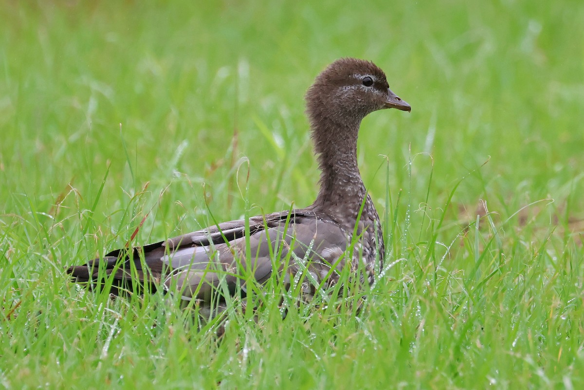 Maned Duck - Lorix Bertling