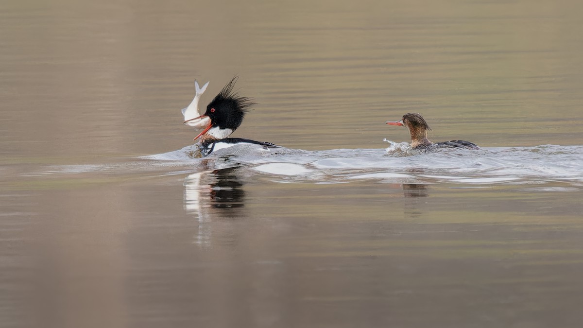 Red-breasted Merganser - ML616922495