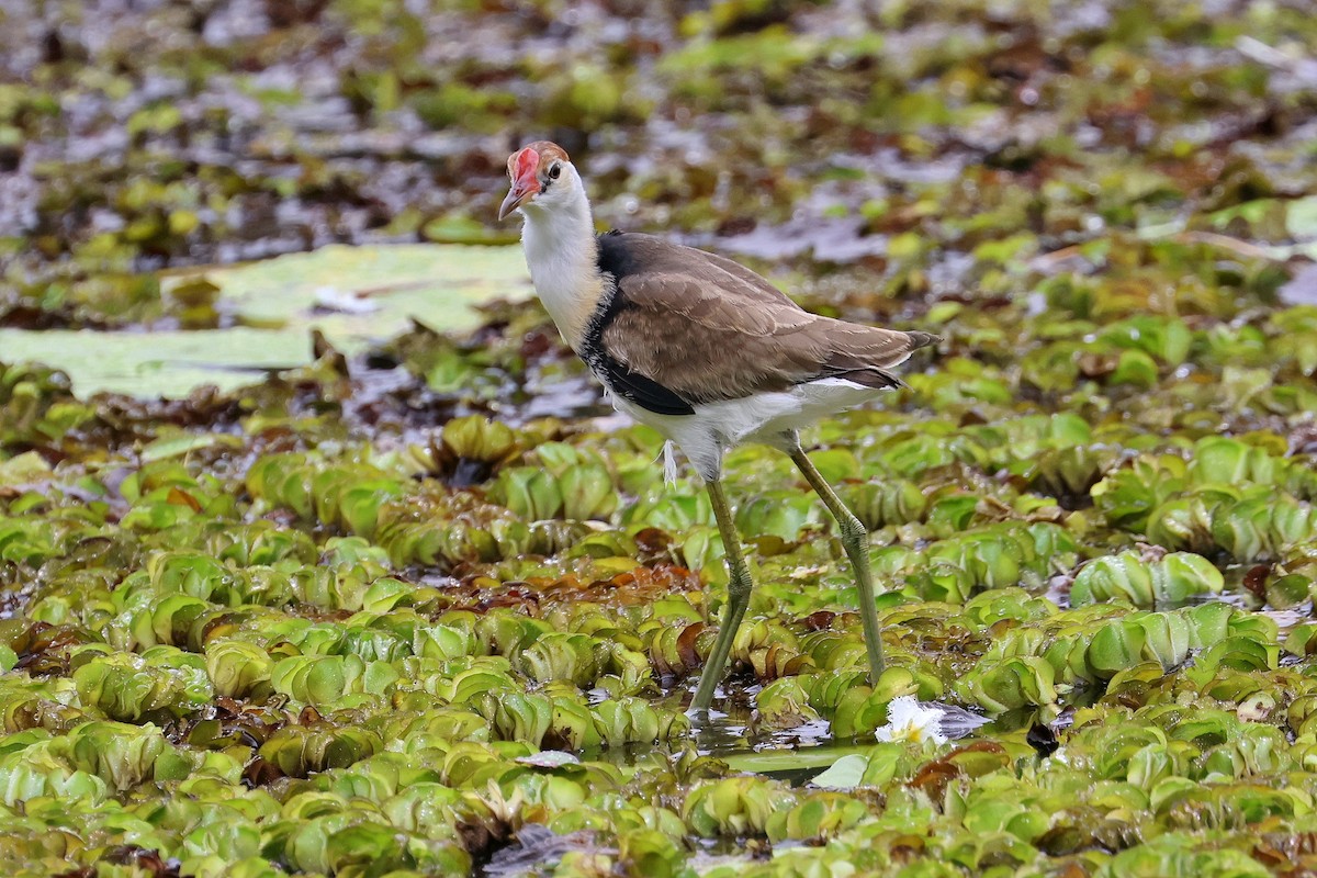 Comb-crested Jacana - Lorix Bertling