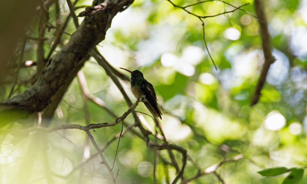 Buff-bellied Hummingbird - ML616922518