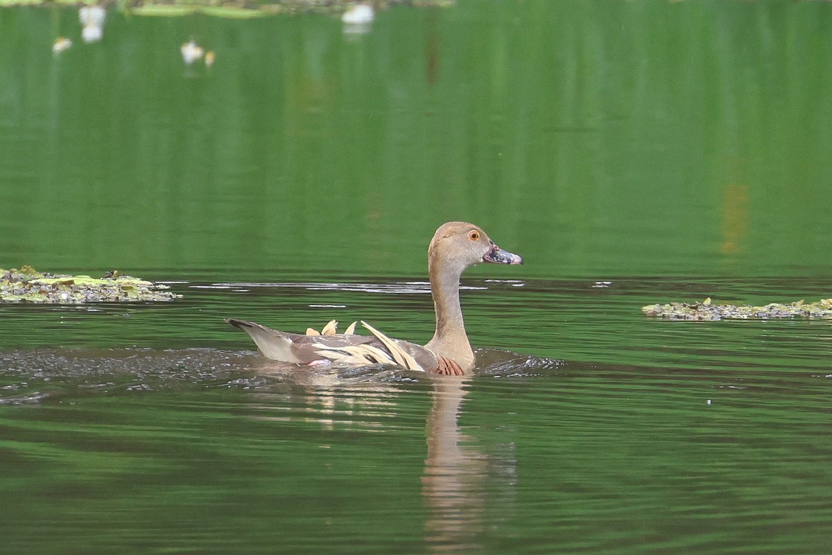 Plumed Whistling-Duck - Lorix Bertling