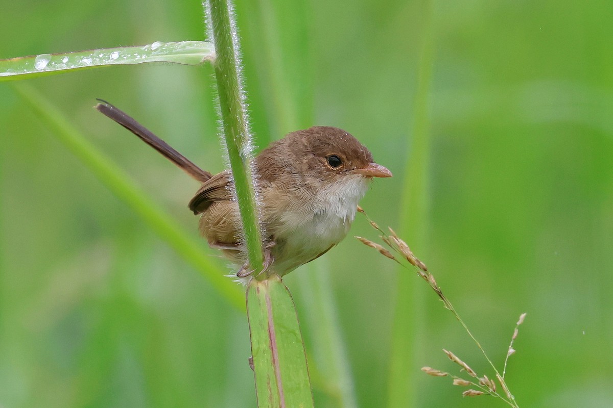 Red-backed Fairywren - ML616922555