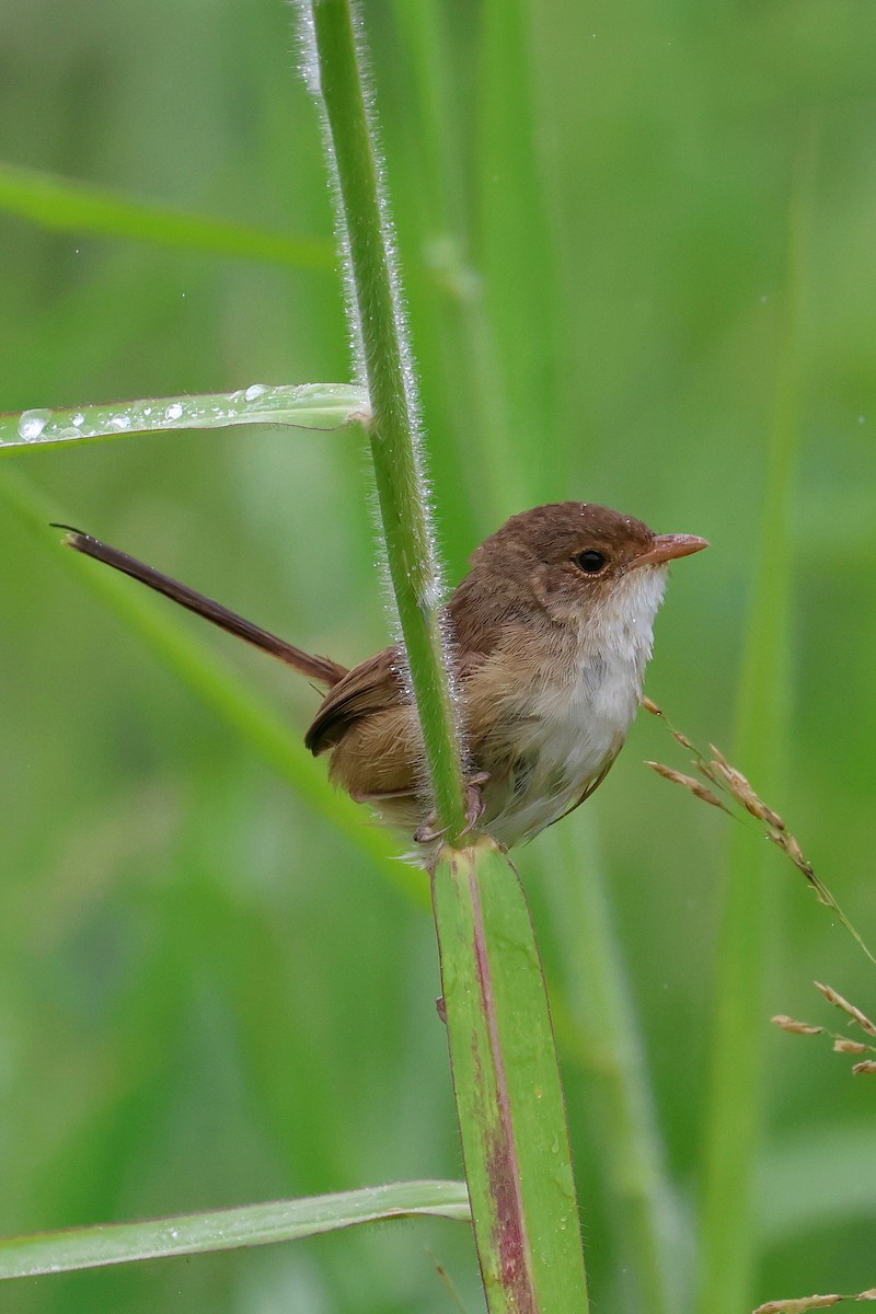 Red-backed Fairywren - ML616922560