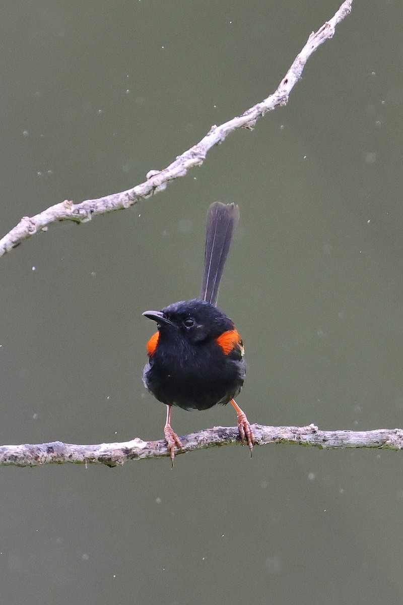 Red-backed Fairywren - Lorix Bertling