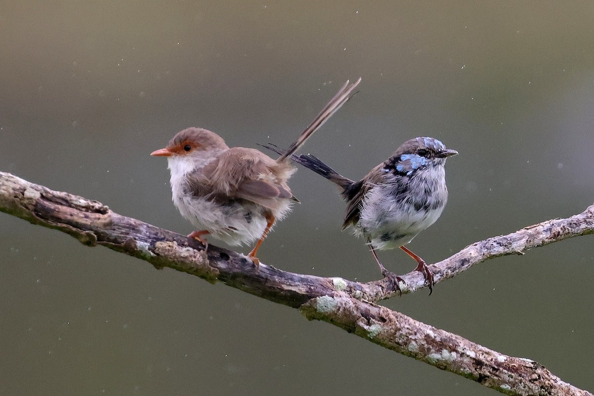 Superb Fairywren - Lorix Bertling