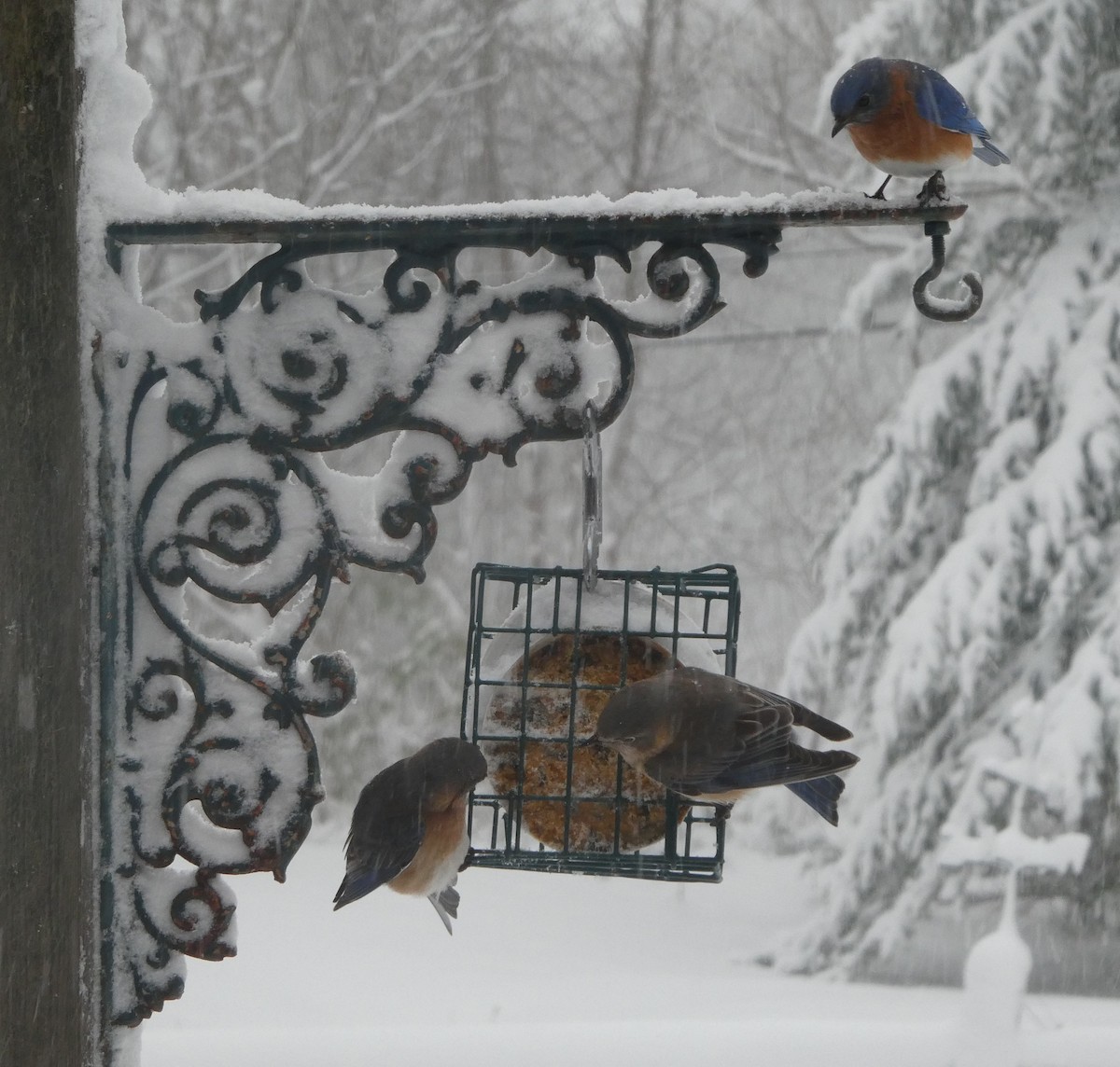 Eastern Bluebird - Ruth Stewart