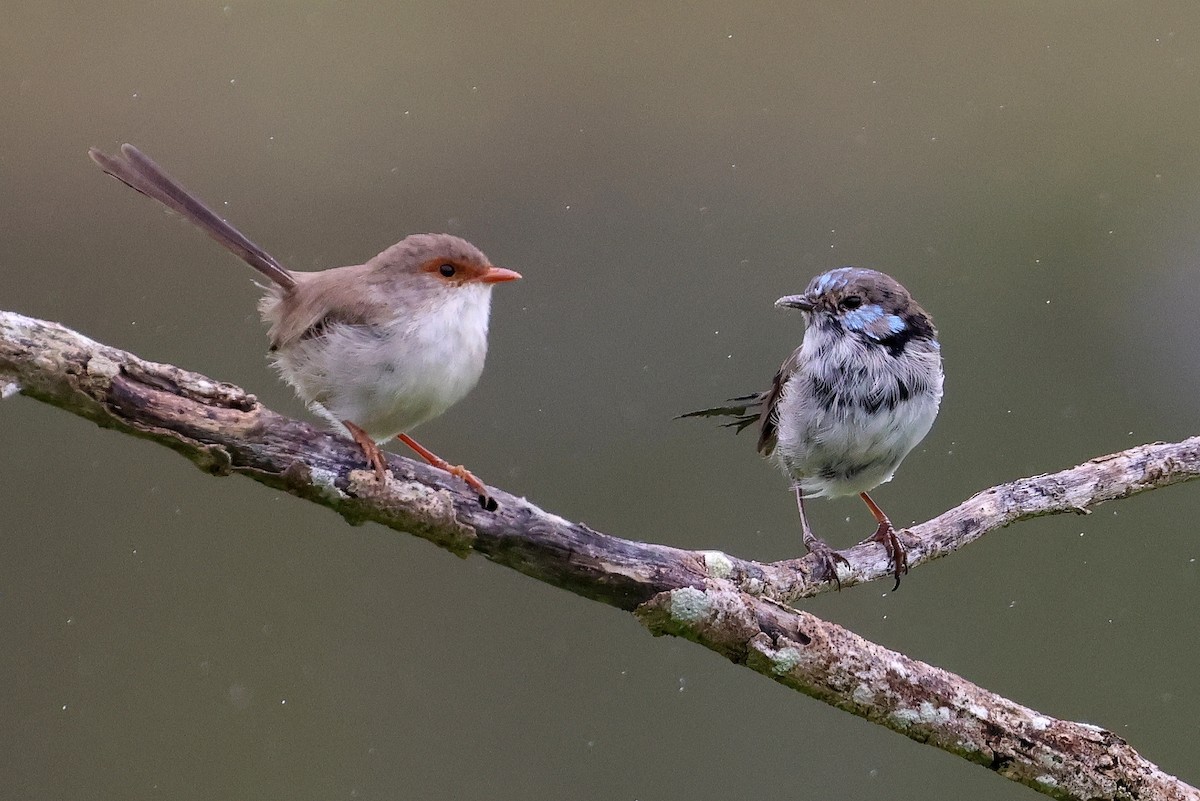 Superb Fairywren - Lorix Bertling