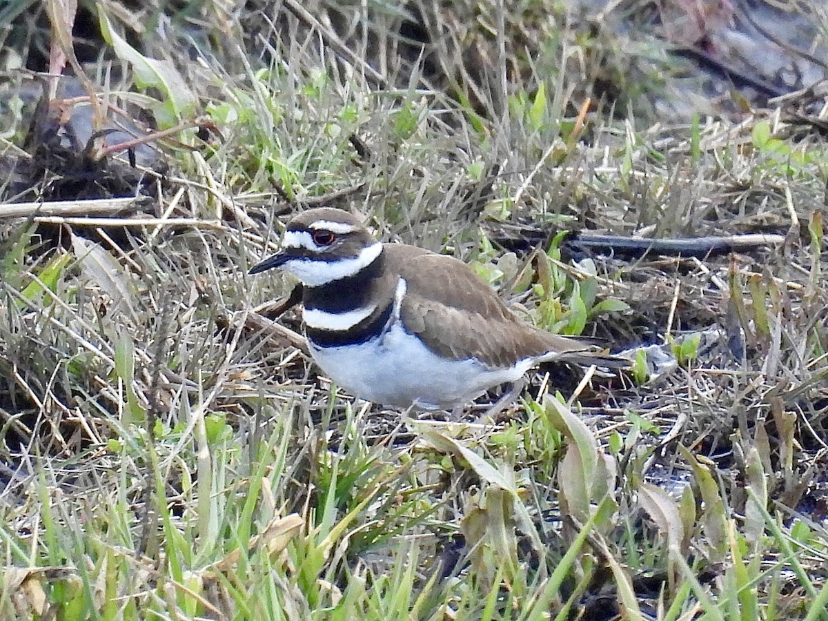 Killdeer - ML616922603